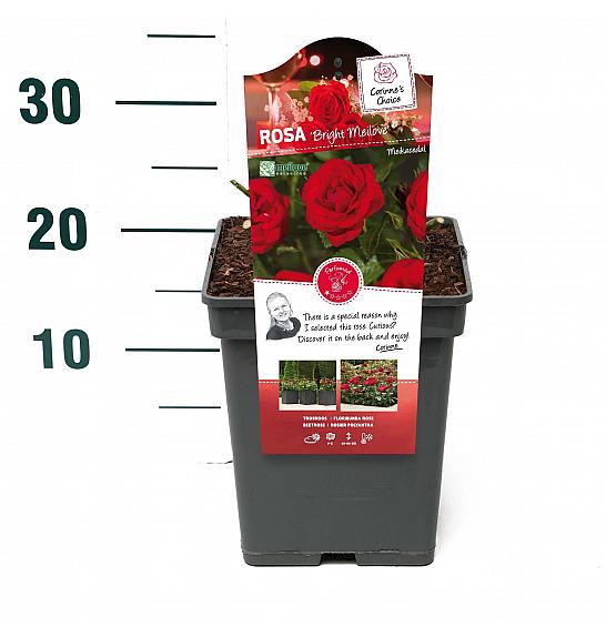 Rosa Bright Meilove® C5 Lit. 15-20 cm