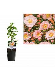 Rosa Blushing Queen C1,5 Lit. 30-40 cm