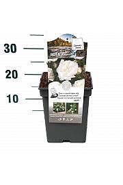 Rosa Alabaster® C5 Lit. 15-20 cm