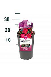Rosa Pink Forest Rose® C3 Lit. 10-15 cm