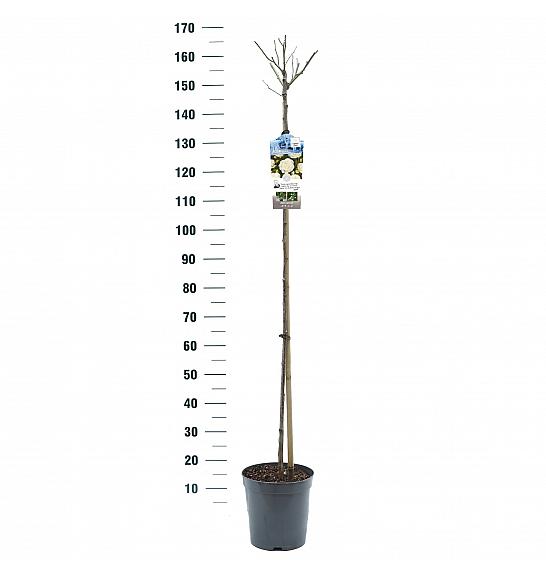 Rosa Kristal C6 Lit. Na steblu 110 cm