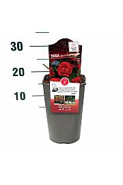 Rosa Black Forest Rose® C3 Lit. 10-15 cm