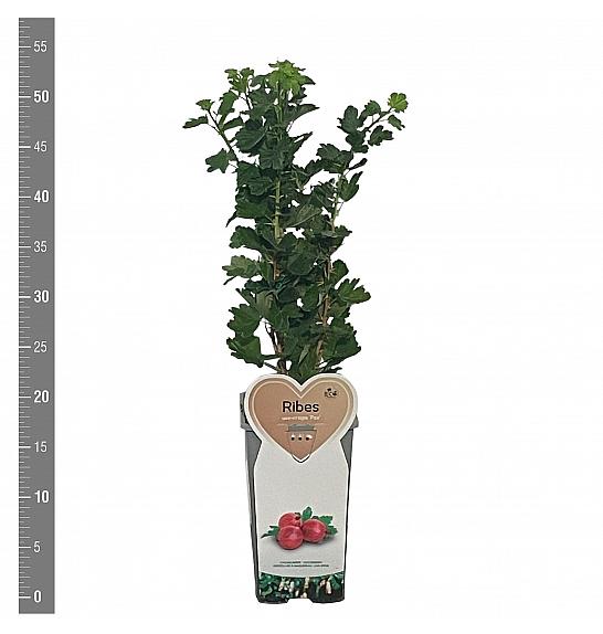 Ribes uva crispa Pax C2 Lit. 30-40 cm
