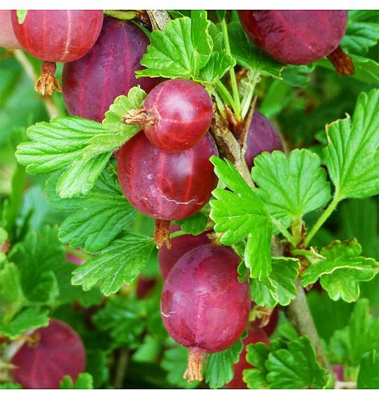 Ribes uva crispa Hinnomaki Red C3 Lit. Na steblu 90 cm