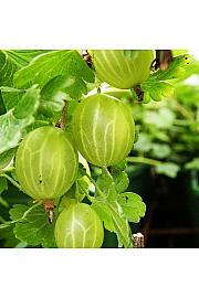 Ribes uva crispa Hinnomaki Green C3 Lit. Na steblu 90 cm