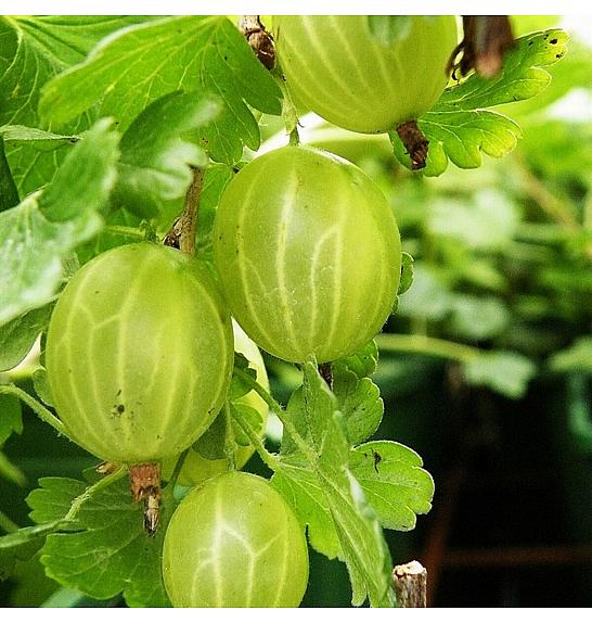 Ribes uva crispa Hinnomaki Green C5 Lit. Na steblu 90 cm