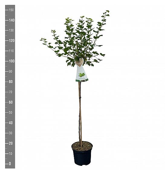 Ribes uva crispa Hinnomaki Green C5 Lit. Na steblu 90 cm