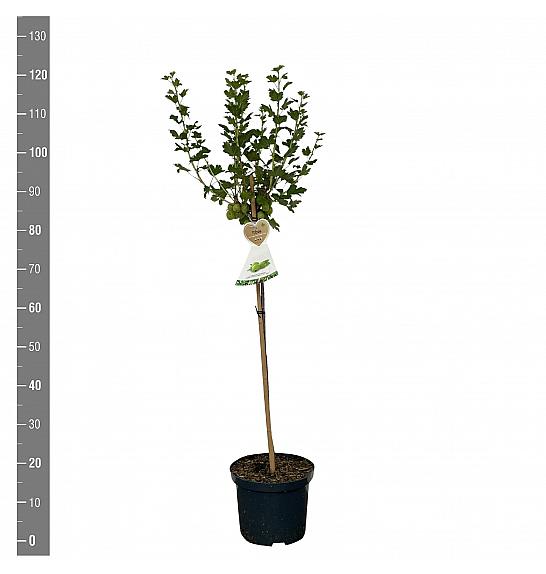 Ribes uva crispa Hinnomaki Green C5 Lit. Na steblu 60 cm