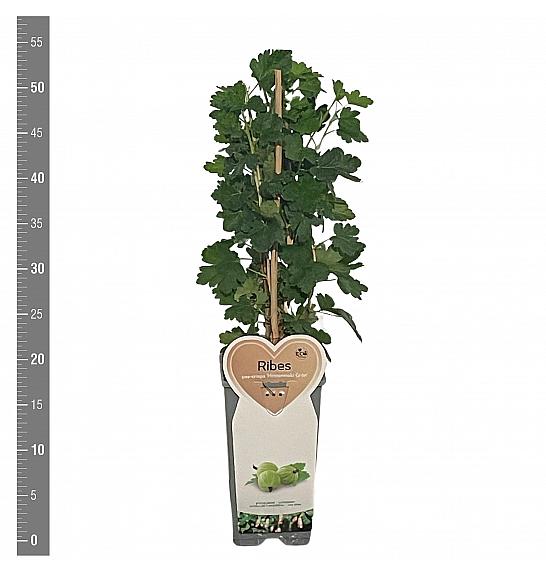 Ribes uva crispa Hinnomaki Green C2 Lit. 30-40 cm