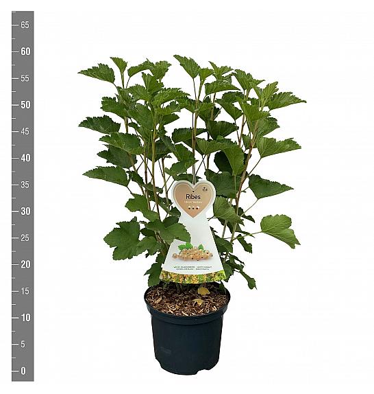 Ribes rubrum Werdavia C5 Lit. 40-60 cm