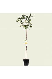 Ribes rubrum Werdavia C3 Lit. Na steblu 90 cm
