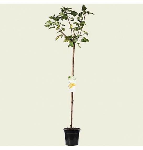Ribes rubrum Werdavia C3 Lit. Na steblu 90 cm