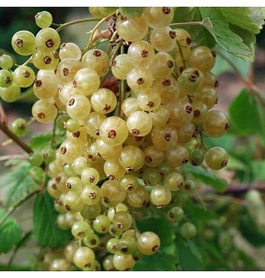 Ribes rubrum Werdavia C5 Lit. Na steblu 60 cm