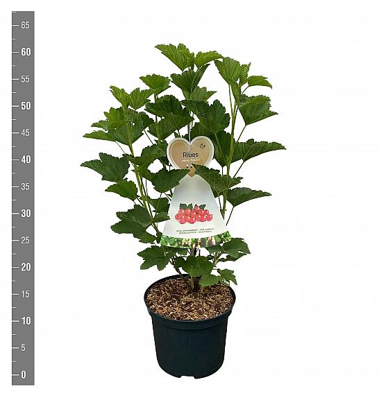 Ribes rubrum Rosalinn C5 Lit. 40-60 cm
