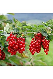 Ribes rubrum Jonkheer van Tets C3 Lit. Na steblu 90 cm