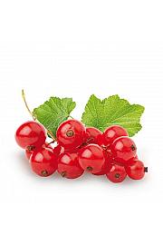 Ribes rubrum Jonkheer van Tets C3 Lit. 30-40 cm