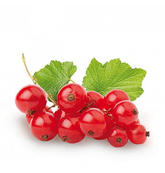 Ribes rubrum Jonkheer van Tets C3 Lit. 30-40 cm