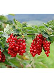Ribes rubrum Jonkheer van Tets C5 Lit. Na steblu 60 cm