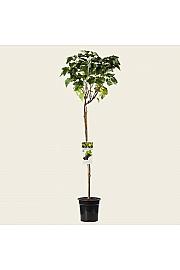 Ribes nigrum Zwart Titania C3 Lit. Na steblu 90 cm