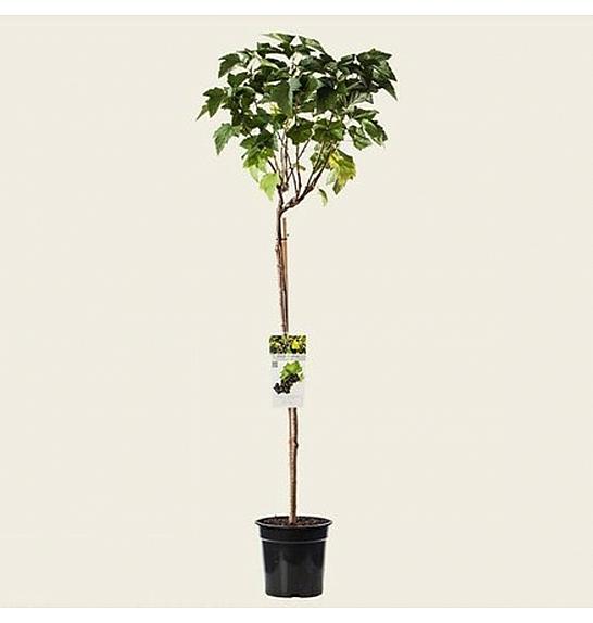 Ribes nigrum Zwart Titania C5 Lit. Na steblu 90 cm
