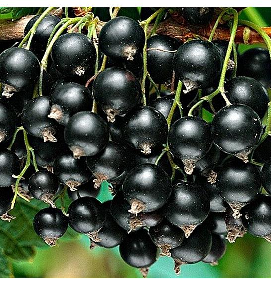 Ribes nigrum Zwart Titania C5 Lit. Na steblu 60 cm