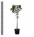 Ribes nigrum Zwart Titania C5 Lit. Na steblu 60 cm