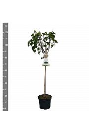 Ribes nigrum Zwart Titania C5 Lit. Na steblu 60 cm