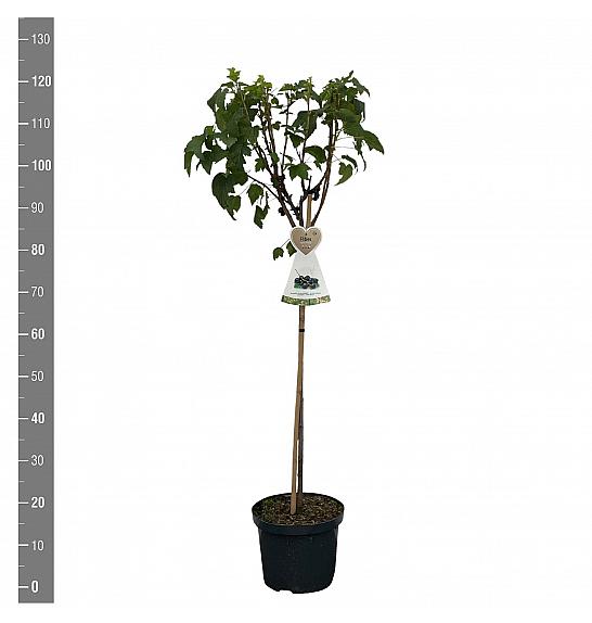 Ribes nigrum Zwart Titania C5 Lit. Na steblu 60 cm