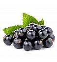 Ribes nigrum Titania C2 Lit. 30-40 cm