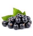 Ribes nigrum Titania C2 Lit. 40-60 cm