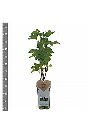 Ribes nigrum Titania C2 Lit. 30-40 cm