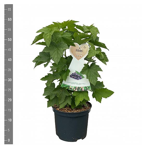 Ribes nigrum Kristin C5 Lit. 40-60 cm