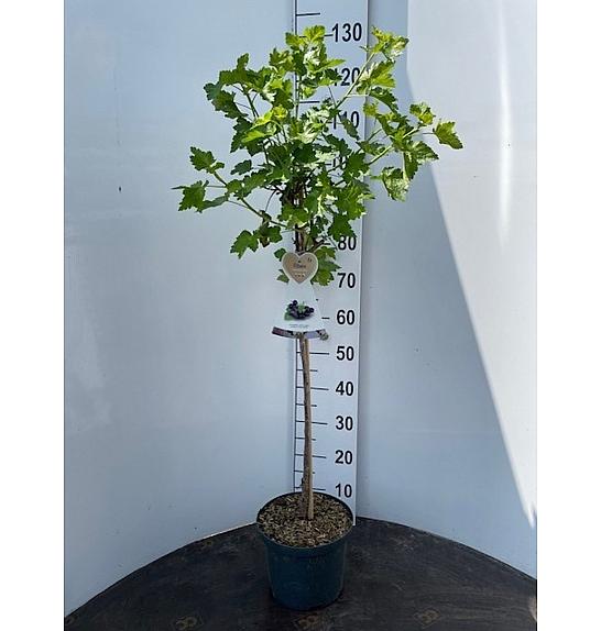 Ribes nidigrolaria Josta C5 Lit. Na steblu 60 cm
