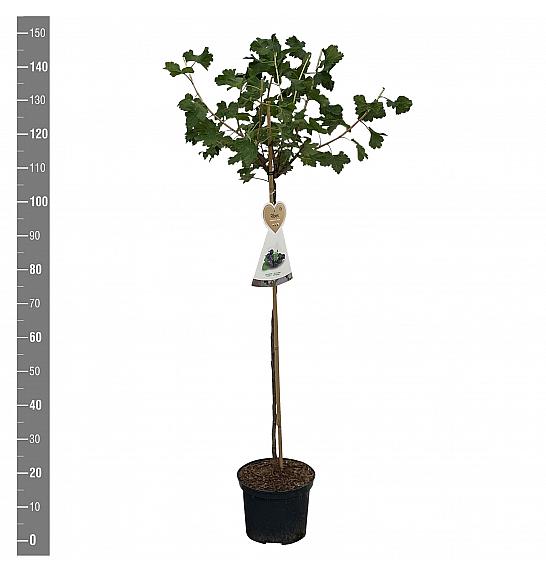 Ribes nidigrolaria Josta C5 Lit. Na steblu 90 cm