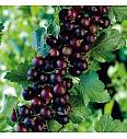 Ribes nidigrolaria Josta C3 Lit. Na steblu 90 cm
