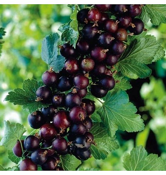 Ribes nidigrolaria Josta C5 Lit. Na steblu 90 cm
