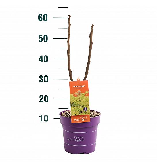 Rhus typhina Tiger Eyes® C3 Lit. 20-30 cm