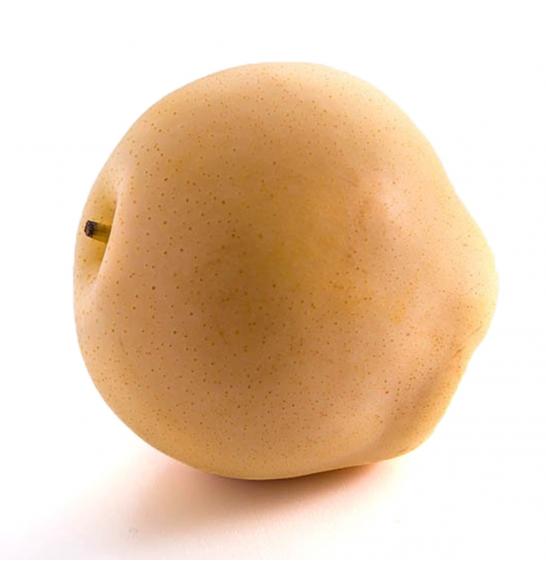 Pyrus pyrifolia Prosuccoso C5 Lit. 60-80 cm Stebričasta