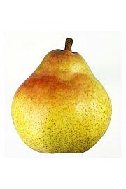 Pyrus communis Williams C5 Lit. 80-100 cm Patio