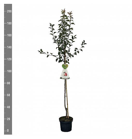 Pyrus communis Red Williams C7,5 Lit. 175-200 cm Na steblu 100 cm