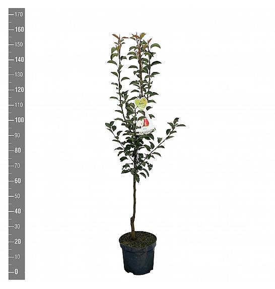 Pyrus communis Red Williams C7,5 Lit. 125-150 cm