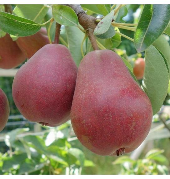 Pyrus communis Red Williams C5 Lit. 80-100 cm