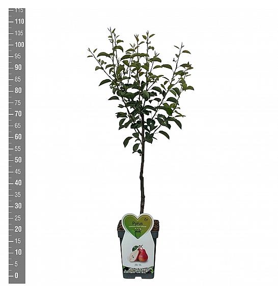 Pyrus communis Red Williams C5 Lit. 80-100 cm Patio