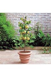 Pyrus communis Pillar Pear C7 Lit. 30-40 cm Stebričasta