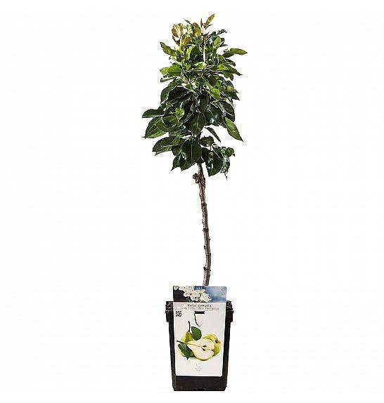 Pyrus communis Luisa C5 Lit. 60-80 cm Na steblu