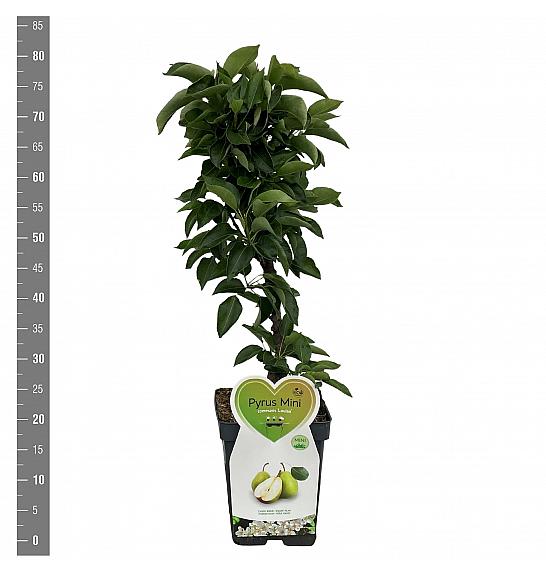 Pyrus communis Louisa - Mini C5 Lit. Na steblu 50 cm