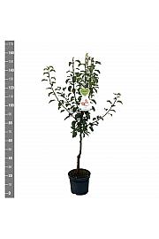 Pyrus communis Gieser Wildeman C7,5 Lit. 125-150 cm