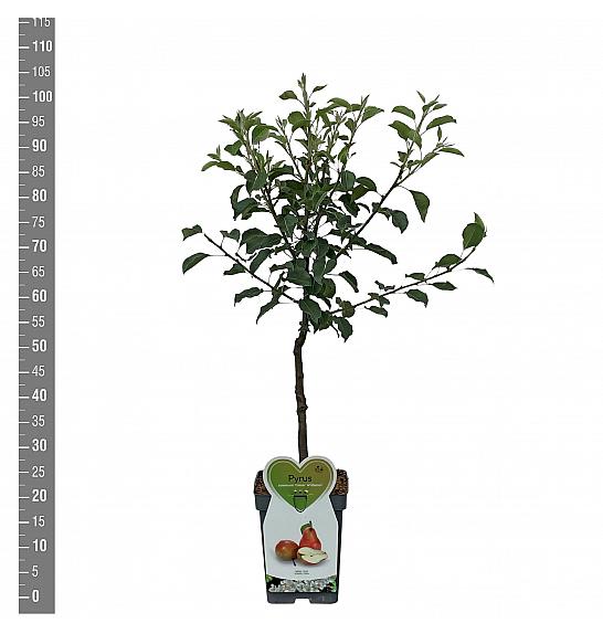 Pyrus communis Gieser Wildeman C5 Lit. 80-100 cm Patio