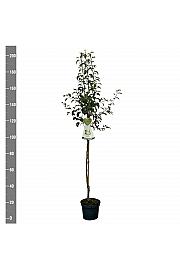 Pyrus communis Doyenné du Comice C7,5 Lit. 175-200 cm Na steblu 100 cm