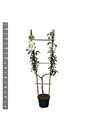 Pyrus communis Doyenné du Comice C7,5 Lit. 140-160 cm U forma